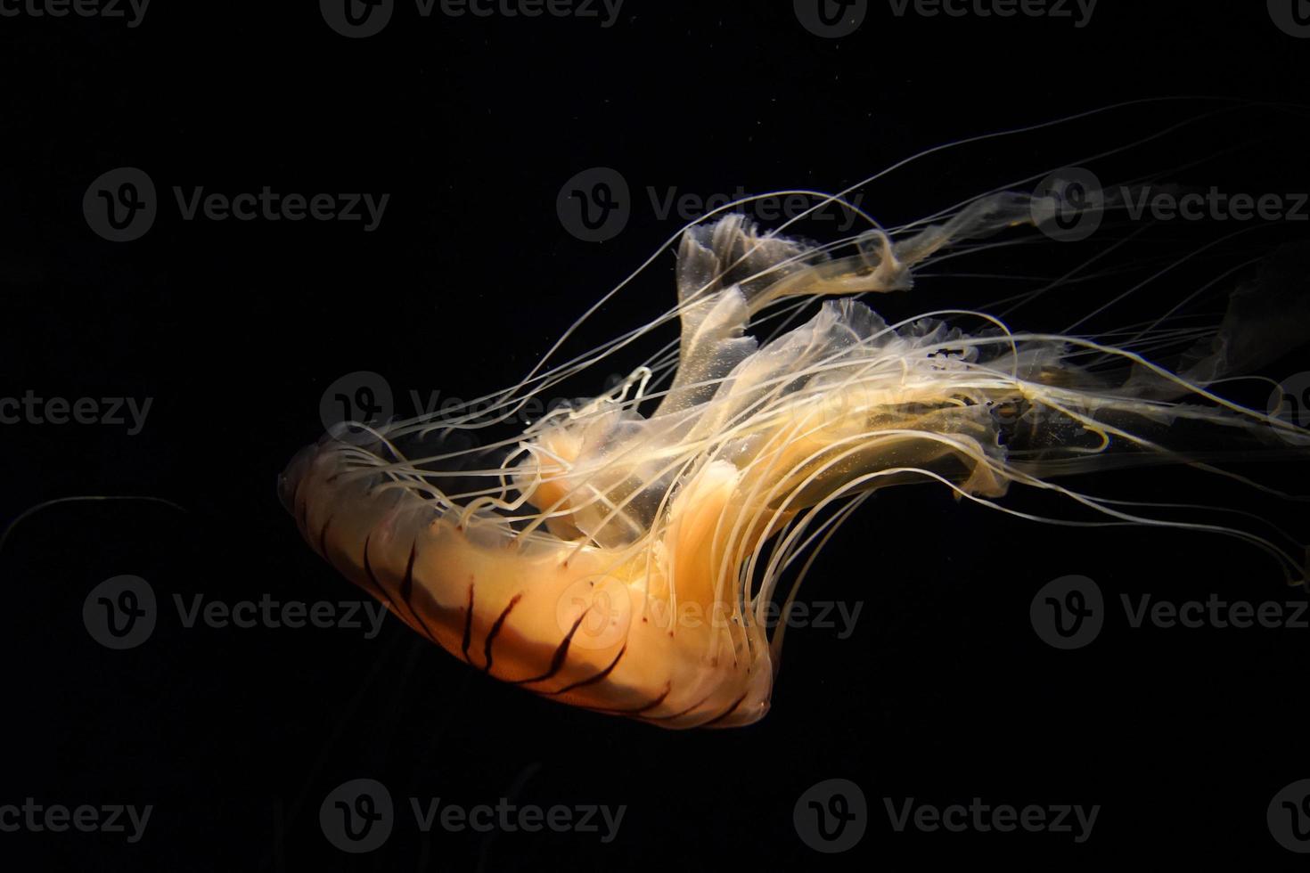 ortiga de mar japonesa medusas bajo el agua foto