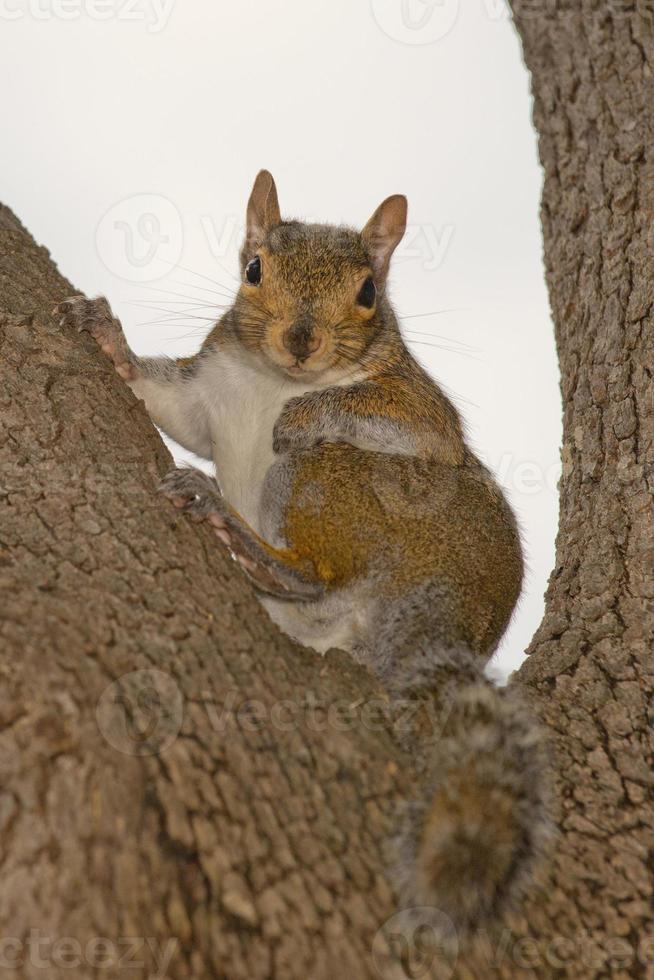 Squirrel on the tree photo