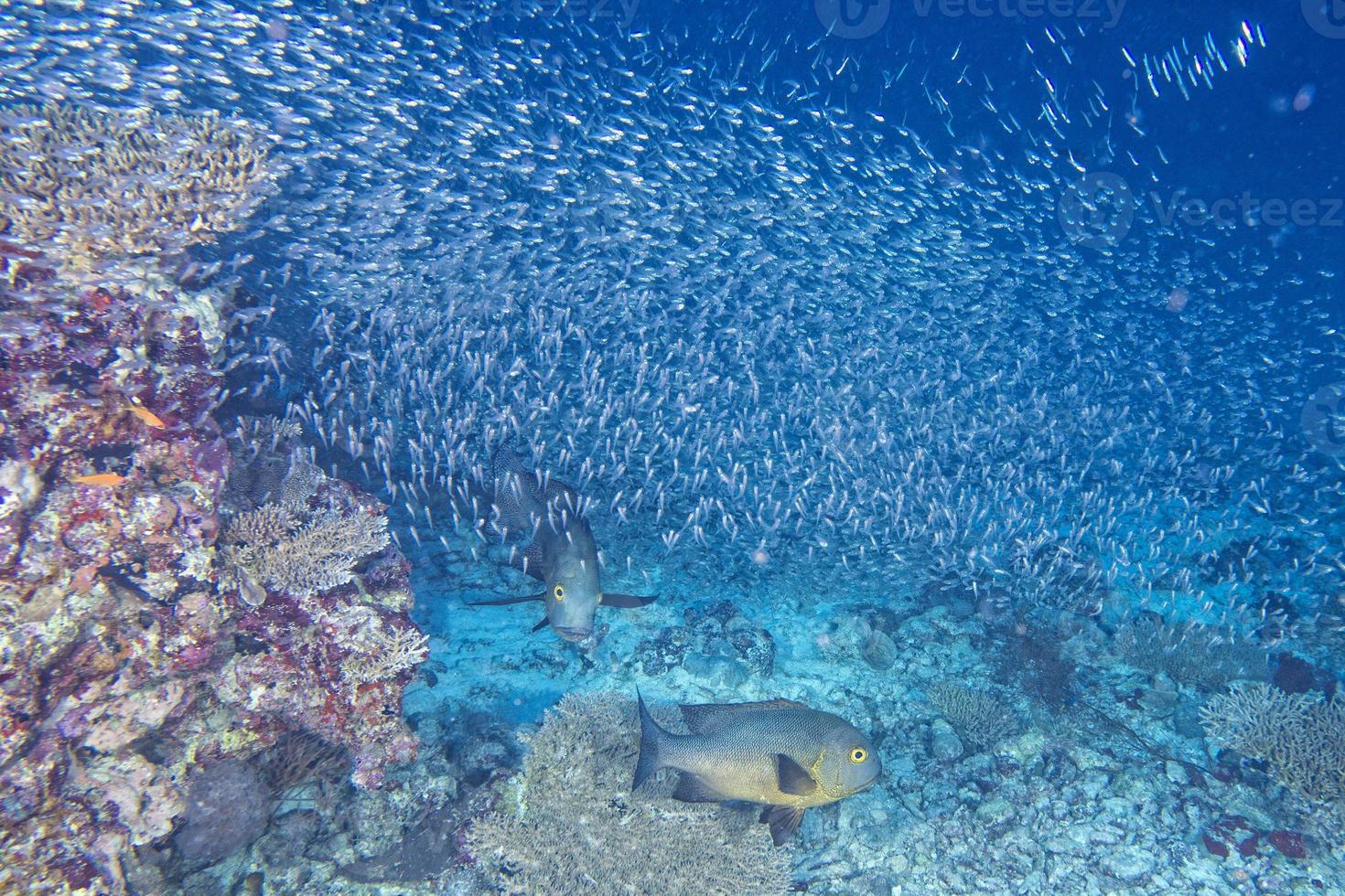 Red Sea corals house for Fishes photo