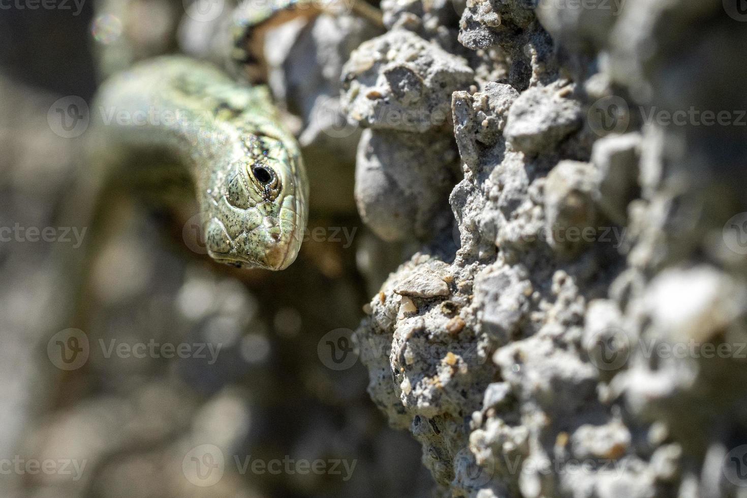 Lizard macro close up photo