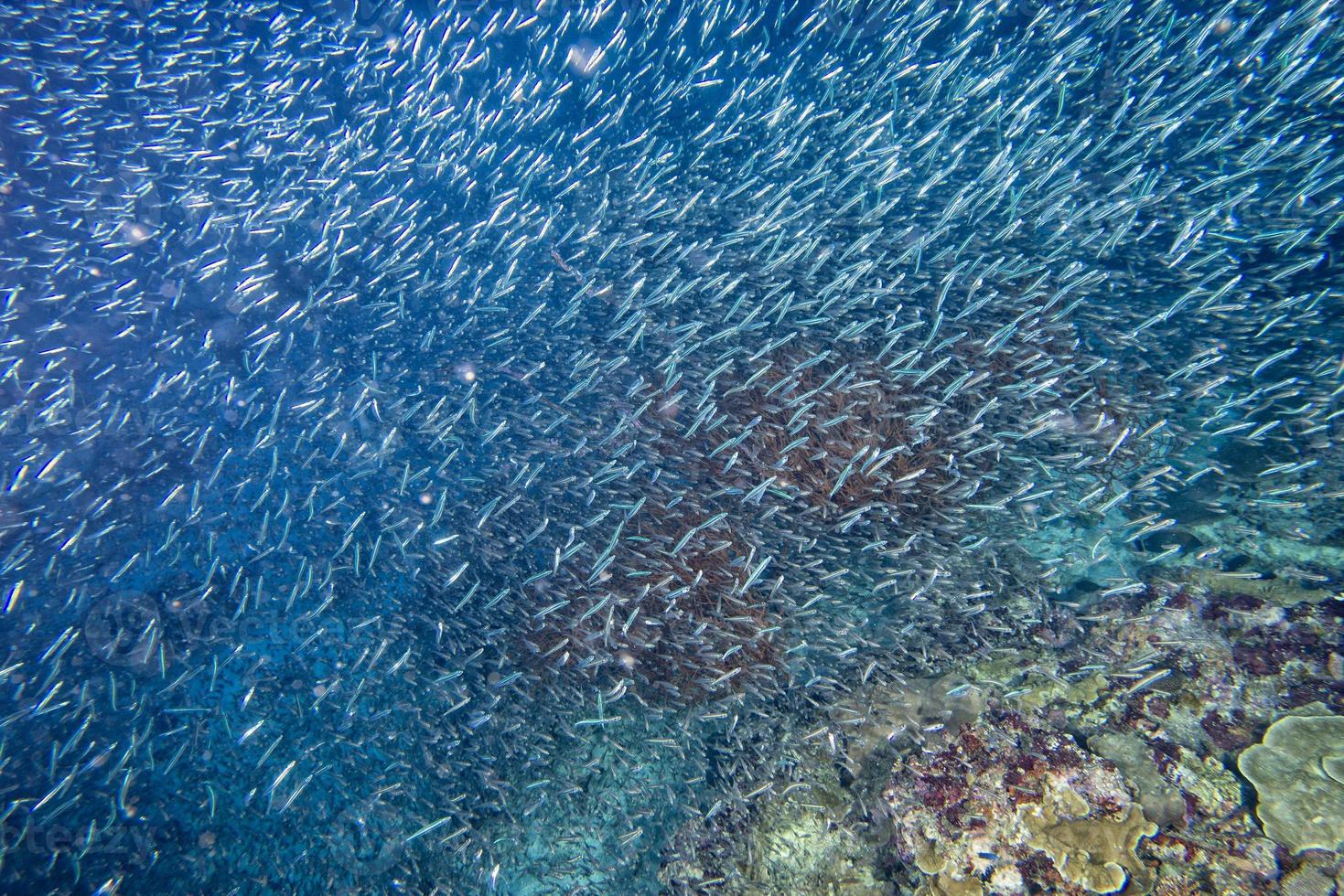 Red Sea corals house for Fishes photo