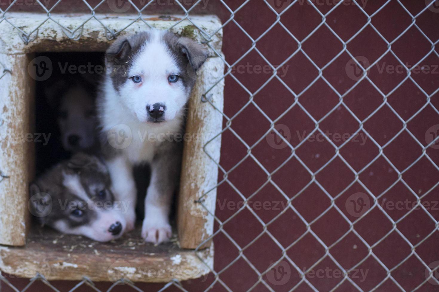 cachorro perro husky de dos meses foto