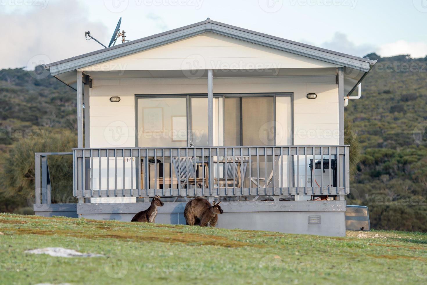 Puzzled kangaroo portrait outside house photo