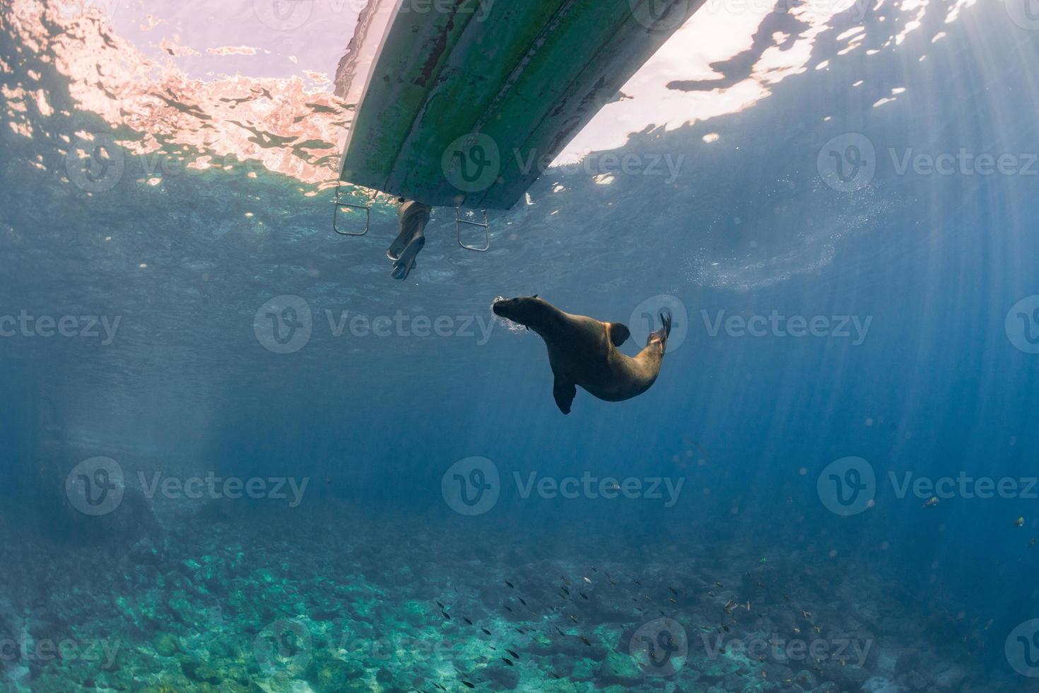 cachorro de león marino debajo de un bote foto