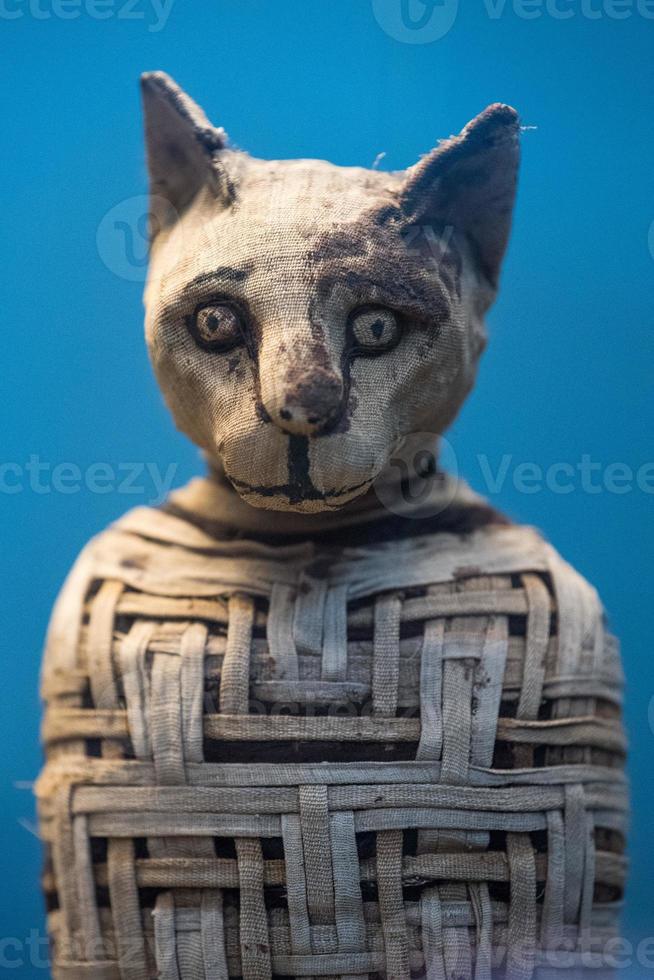 egyptian mummy cat found inside tomb photo