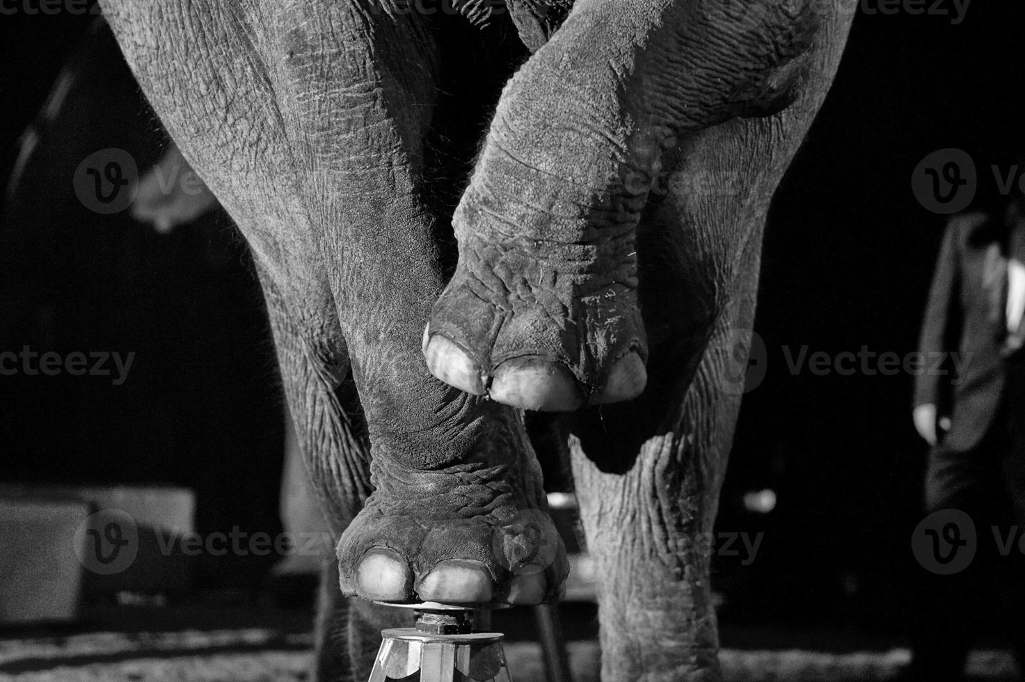 circus elephant close up photo