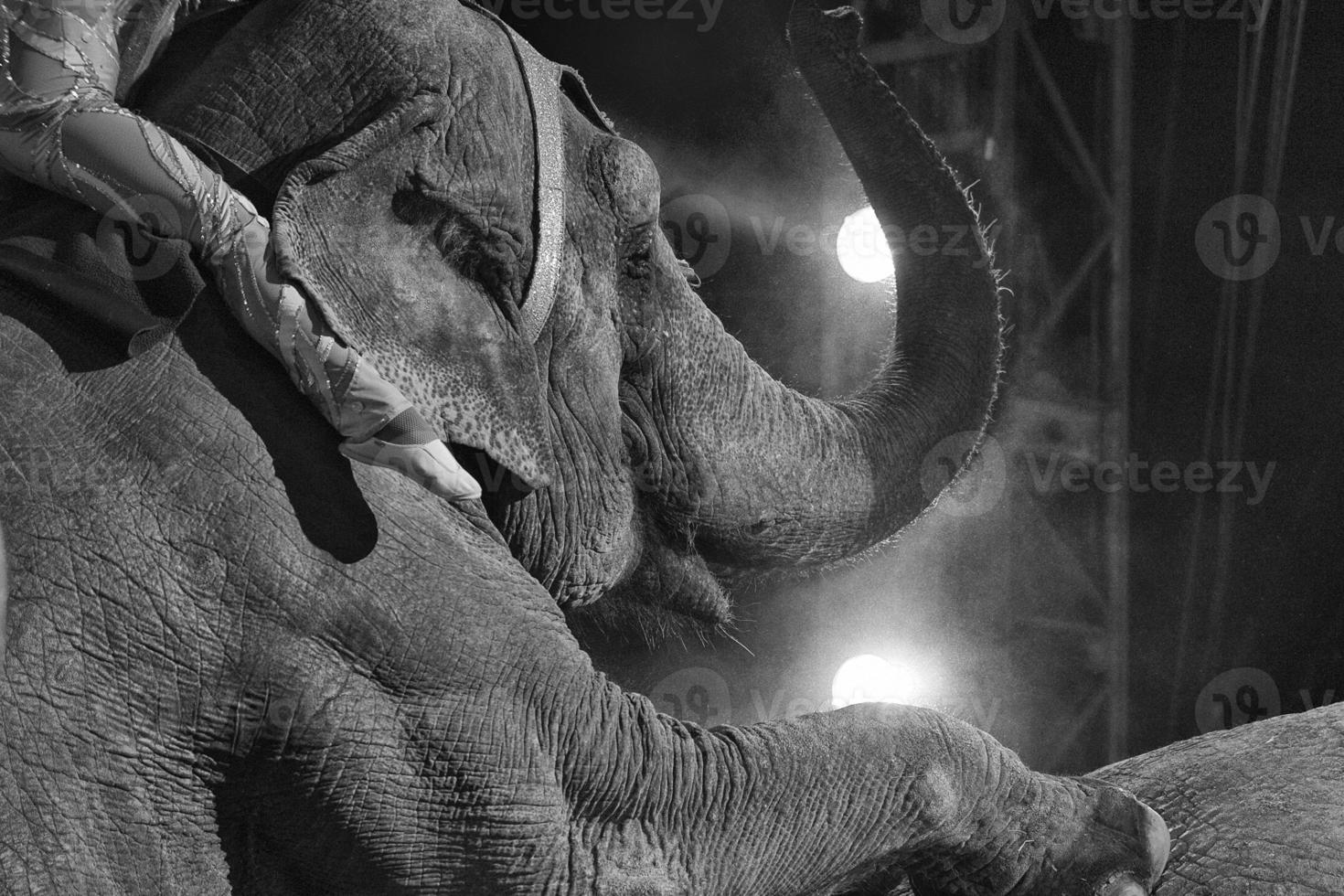 circus elephant close up photo