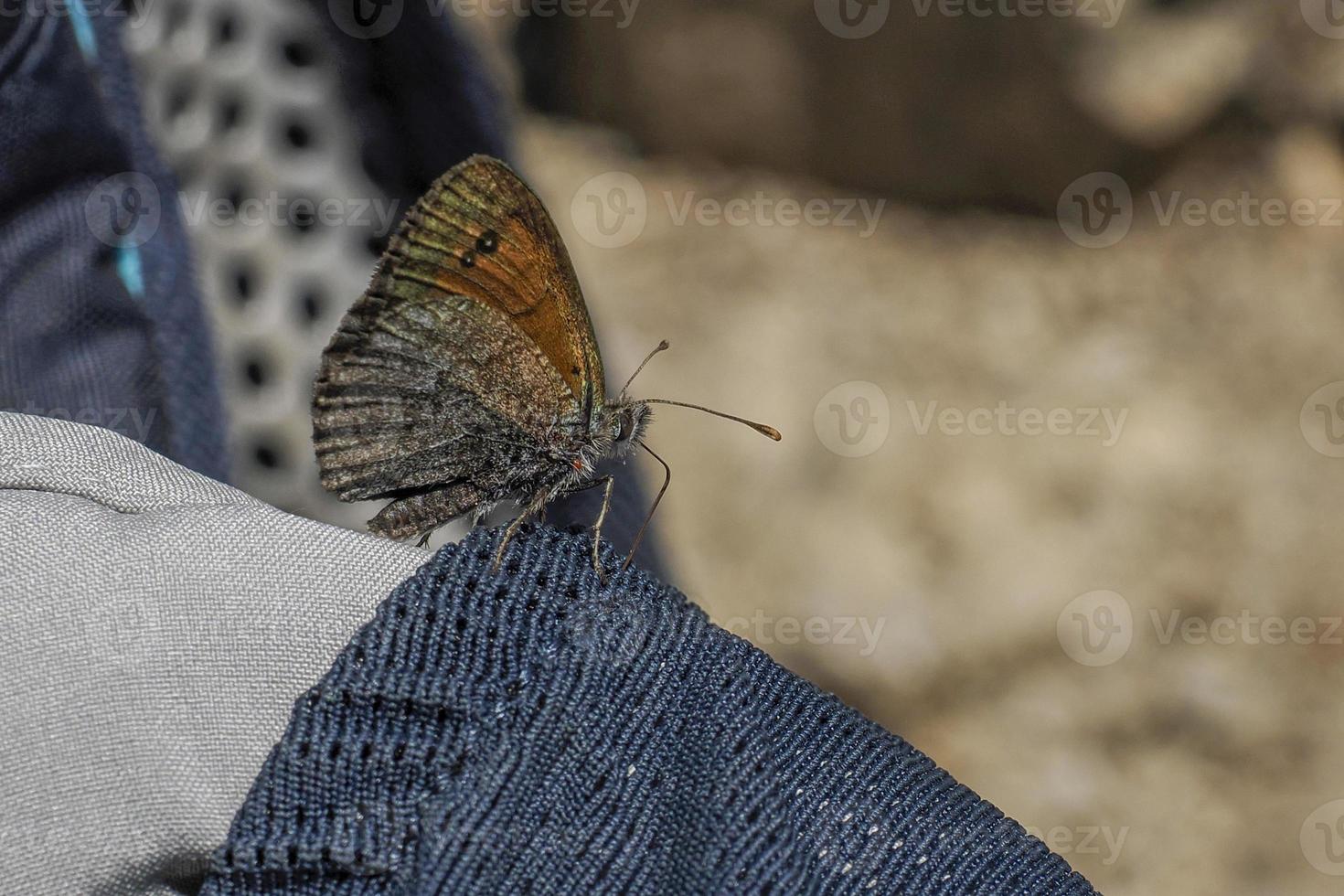 mariposa de cerca en dolomitas foto