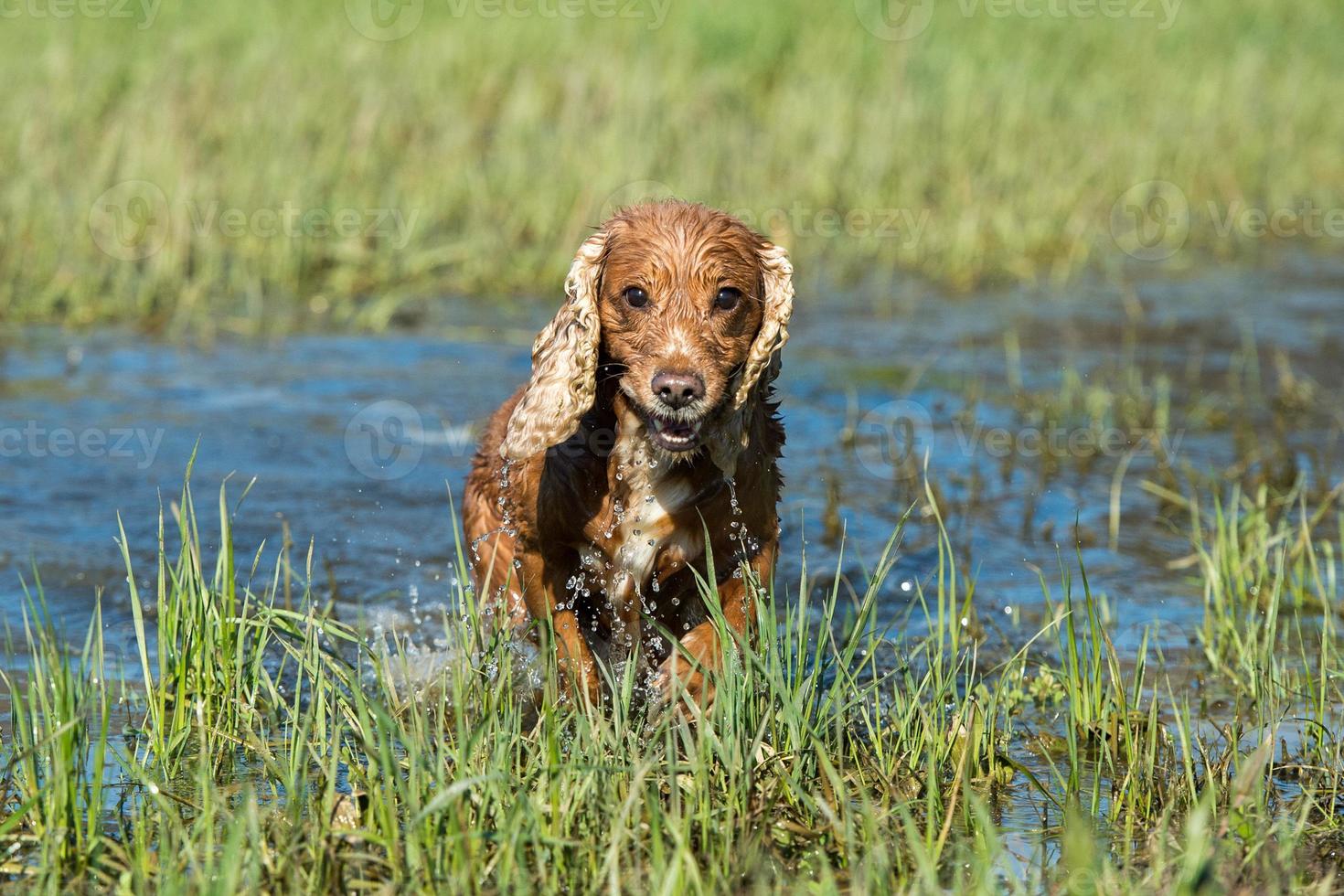 Dog Puppy cocker spaniel playing in the water photo