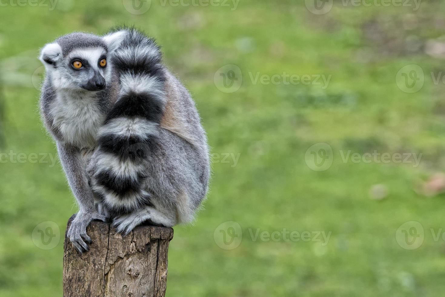 lemur monkey in the zoo photo