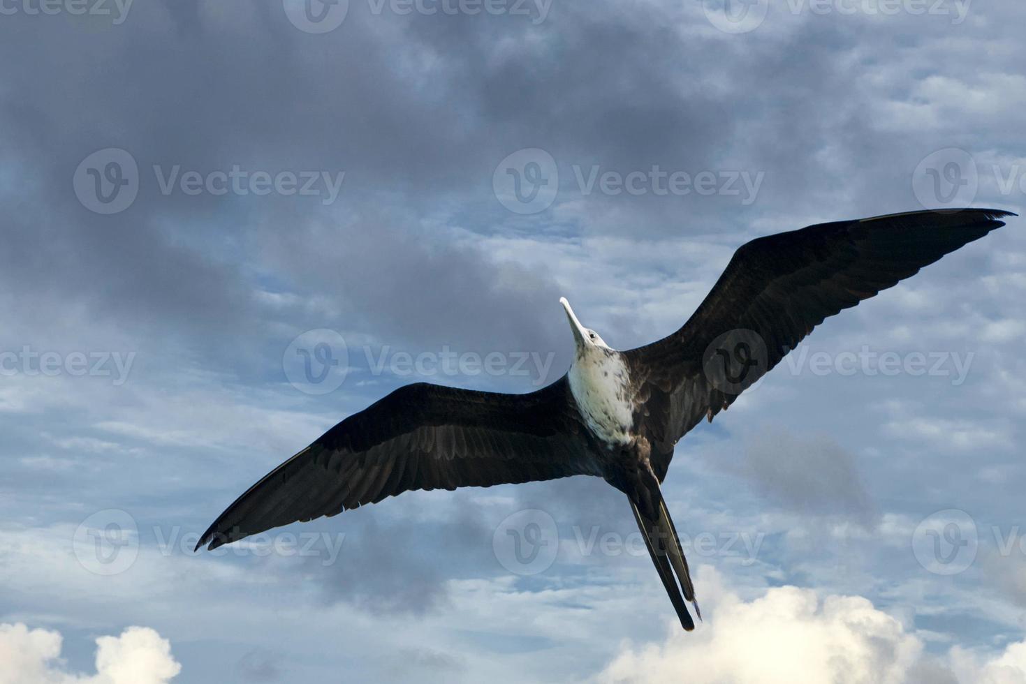 Frigate bird flying photo