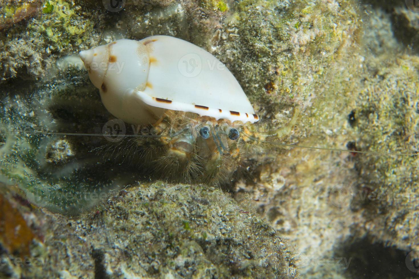 A colorful Heremit crab in white shell in Cebu Philippines photo