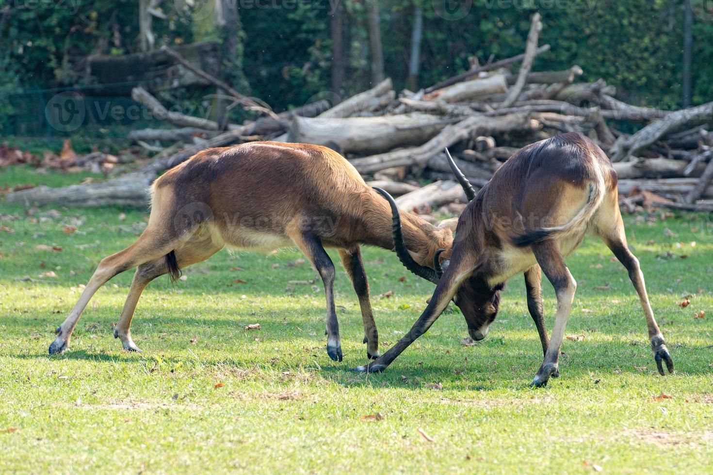 African deers antelope while fighting photo