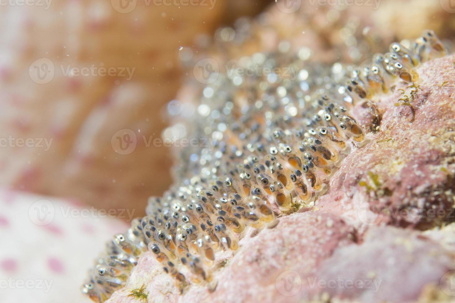 Clown fish eggs 18751643 Stock Photo at Vecteezy