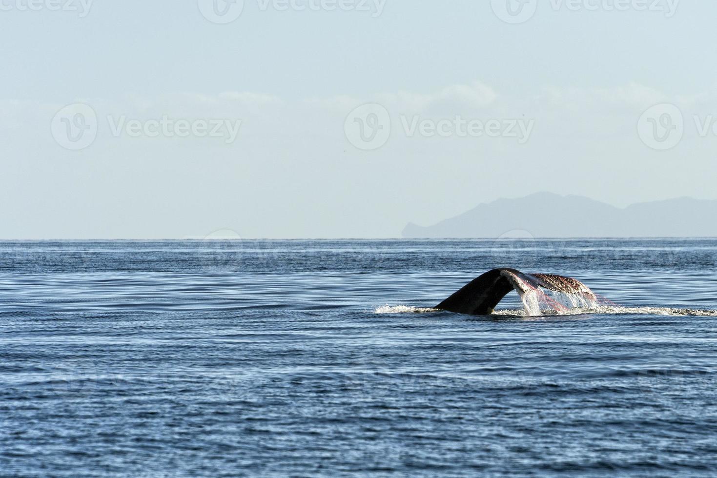 Humpback whale tail trapped in fishing net photo