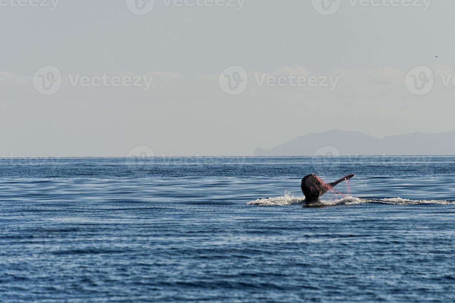 cola de ballena jorobada atrapada en una red de pesca foto