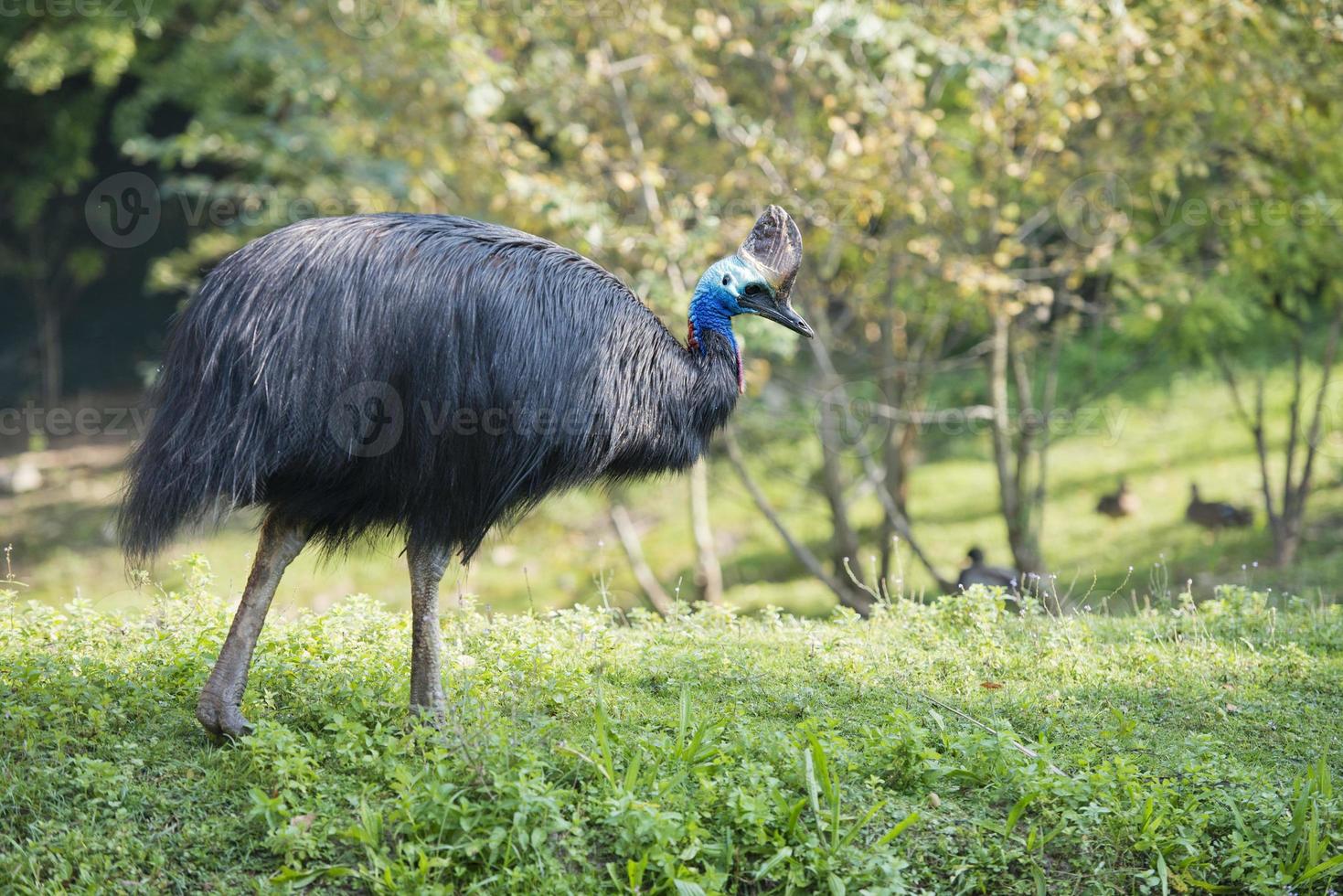 cassowary portrait in the park photo