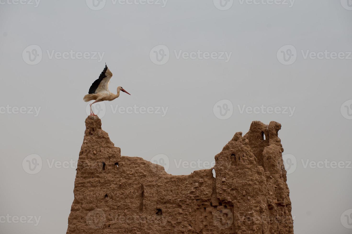 A ciconia nest in Ait Benhaddou Maroc location of gladiator movie photo