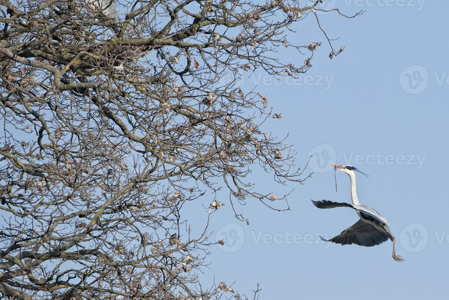 A black or blue heron silhouette while building nest photo