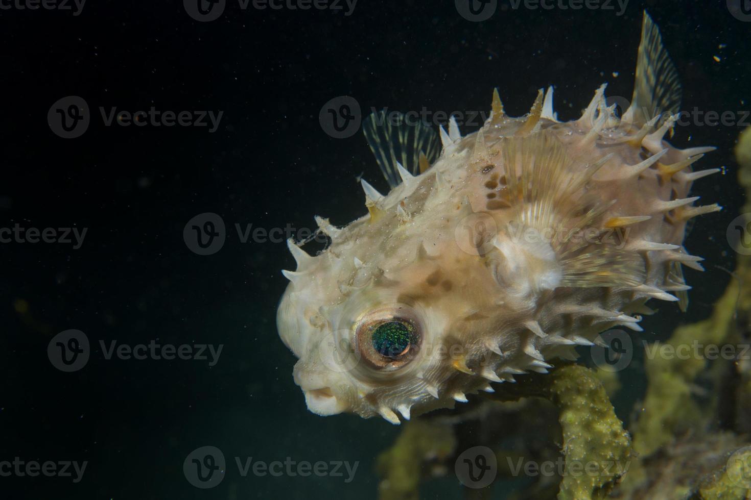 A baloon porcupine fish close up in Cebu Philippines photo