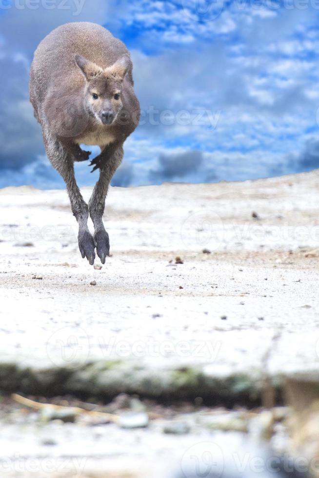 kangaroo while jumping on the cloudy sky background photo
