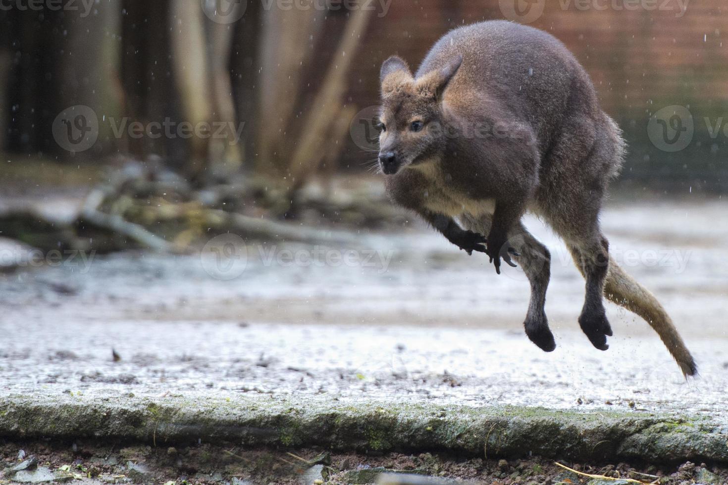 kangaroo while jumping under the rain photo