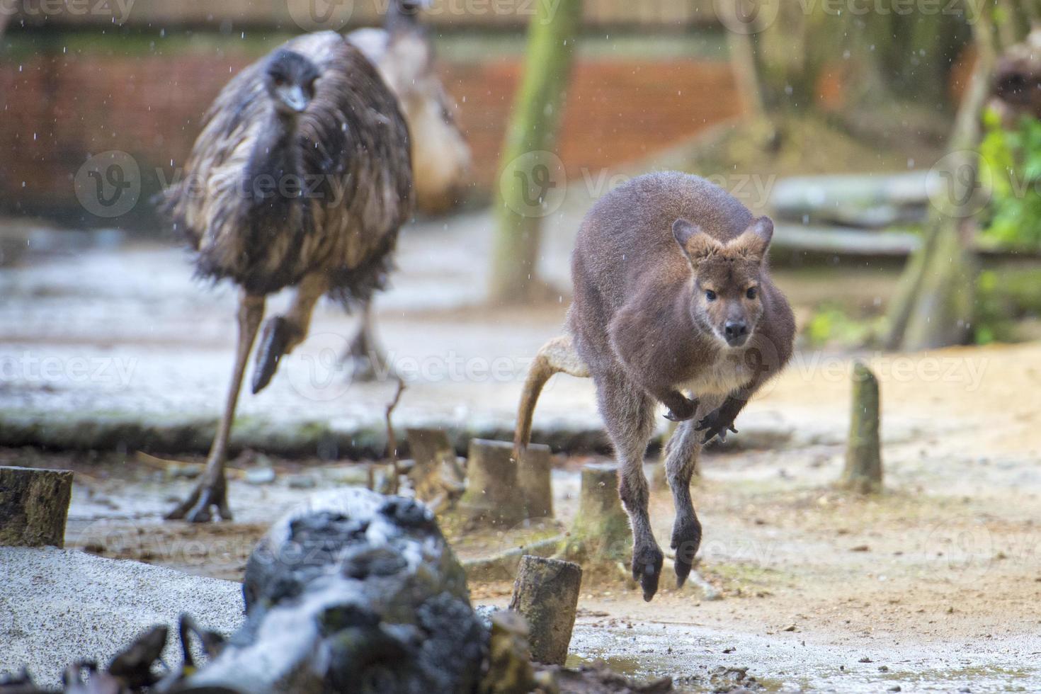 kangaroo while jumping and chased by ostrich photo