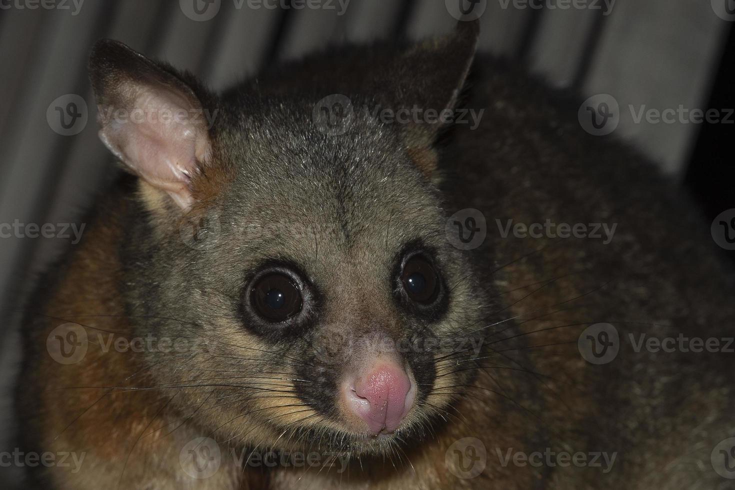 mapache zarigüeya de cola de cepillo en la isla canguro foto