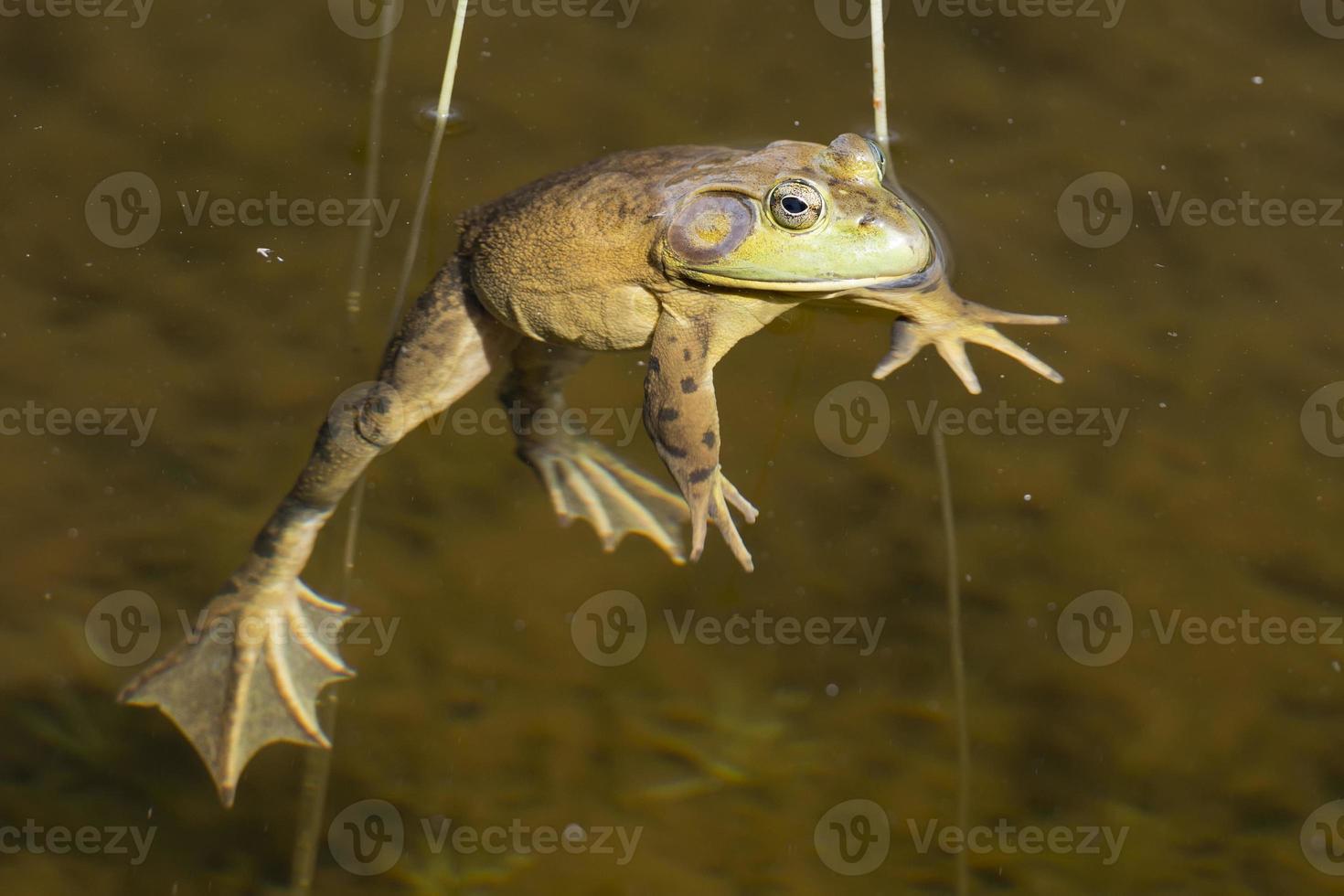 Frog portrait while looking at you photo