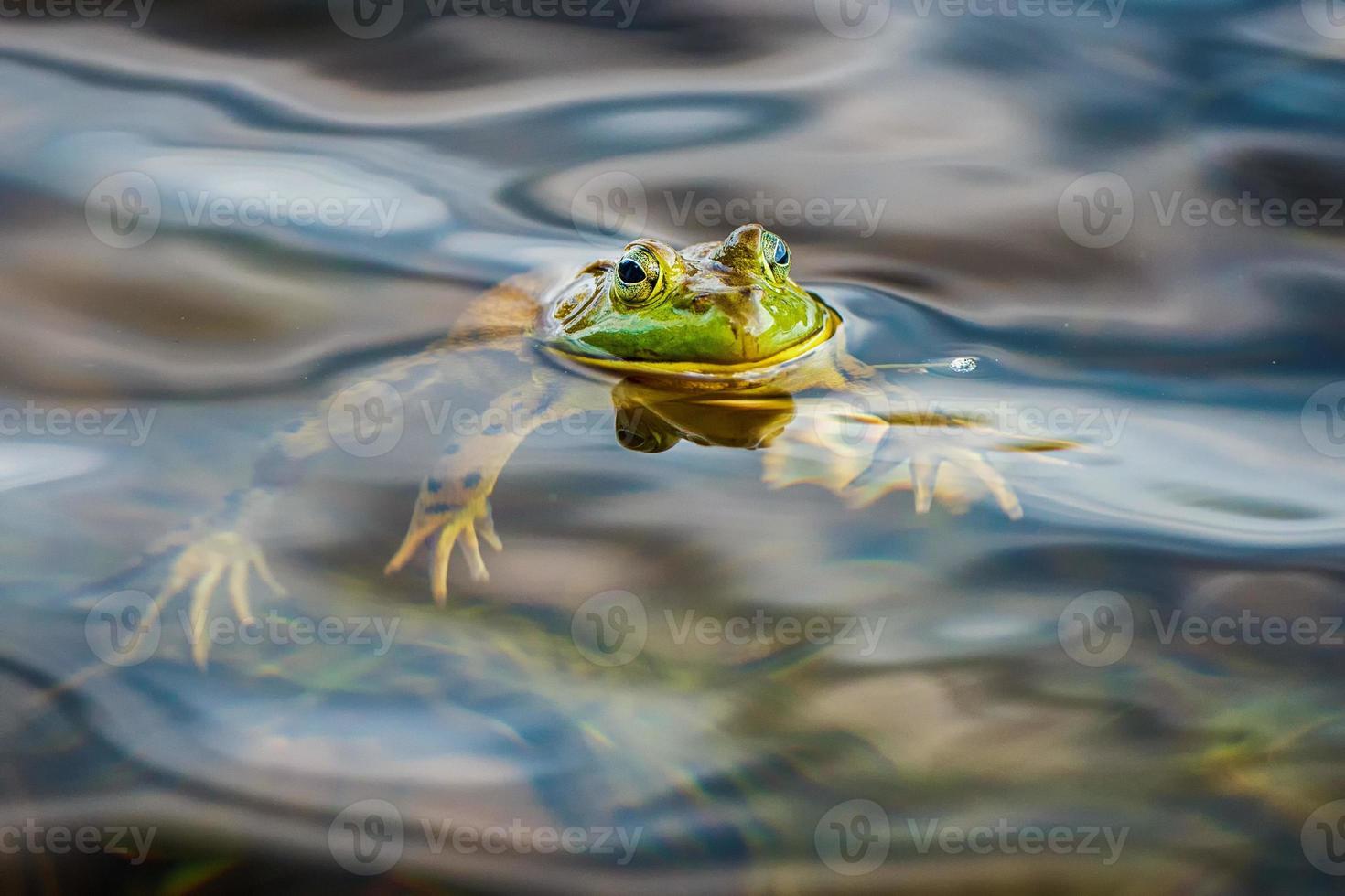Frog portrait while looking at you photo