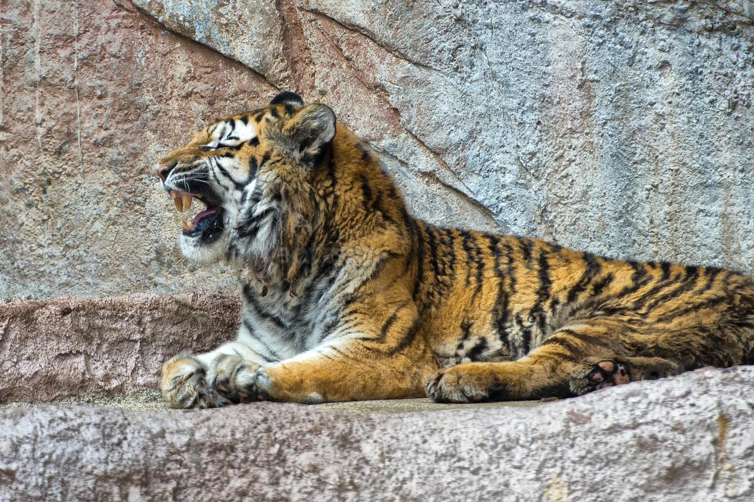 tigre mientras bosteza foto