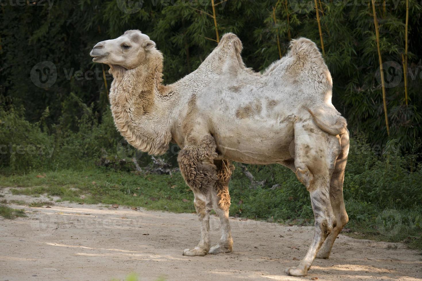 white camel portrait photo