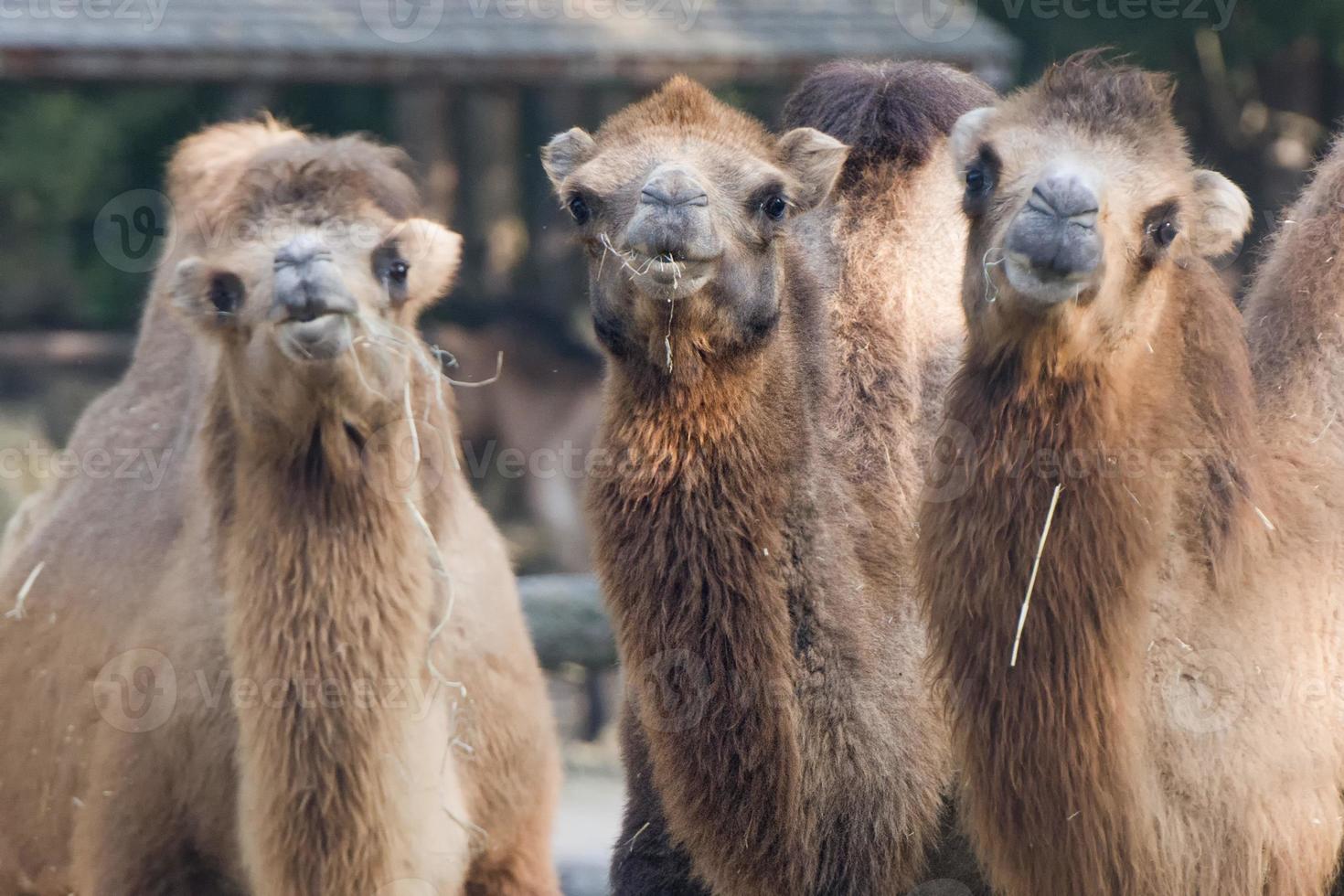 brown camel trio portrait photo