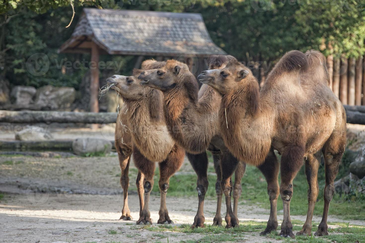 brown camel trio portrait photo