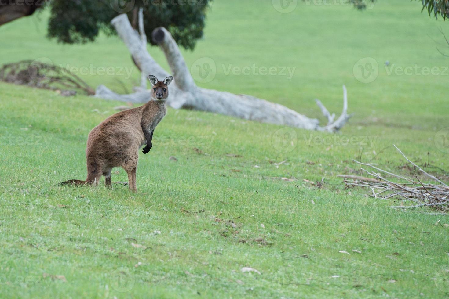 Kangaroo looking at you on the grass photo