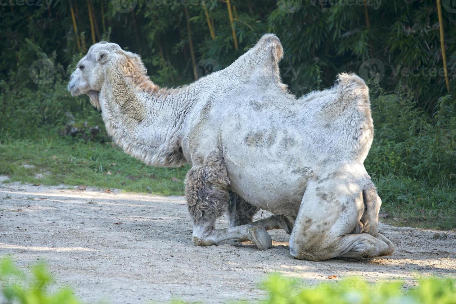 White camel portrait photo