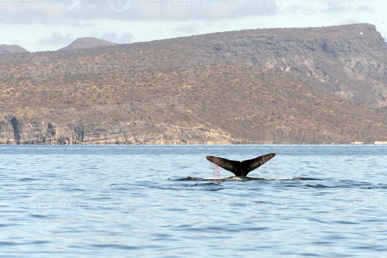 Humpback whale tail while going down photo