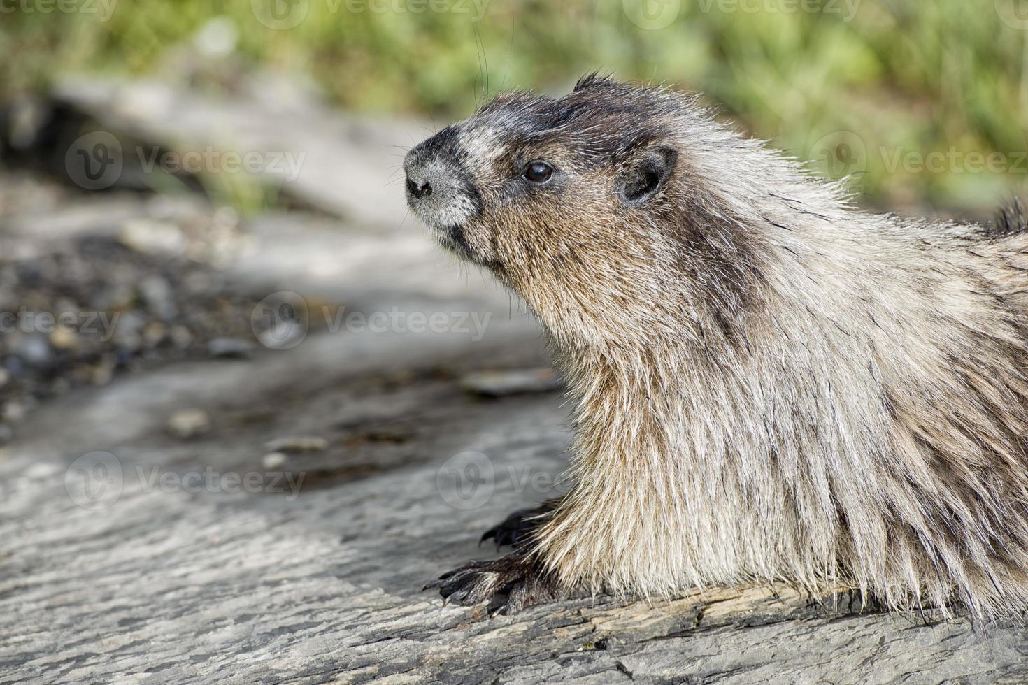 retrato de marmota canadiense foto