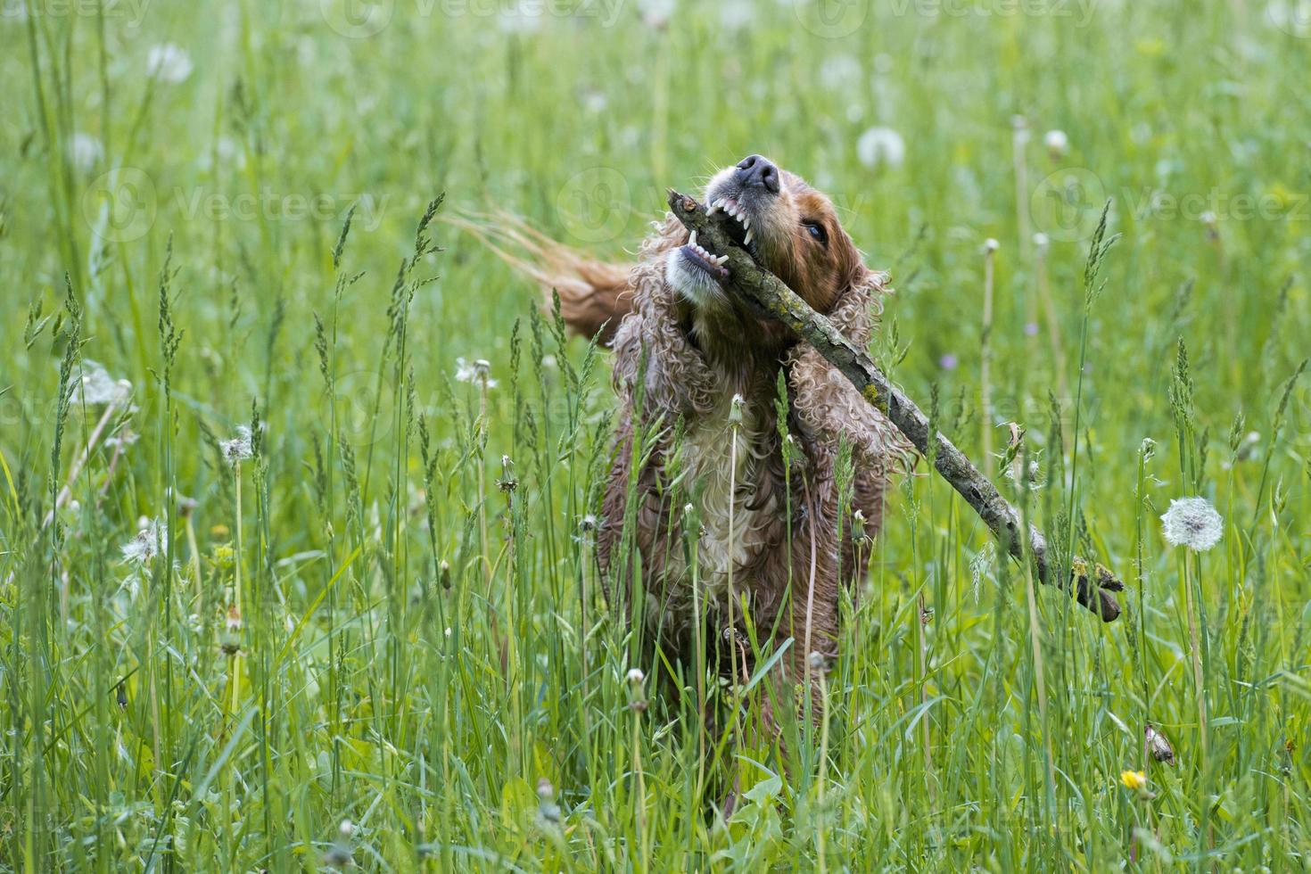 Isolated english cocker spaniel on the grass background photo