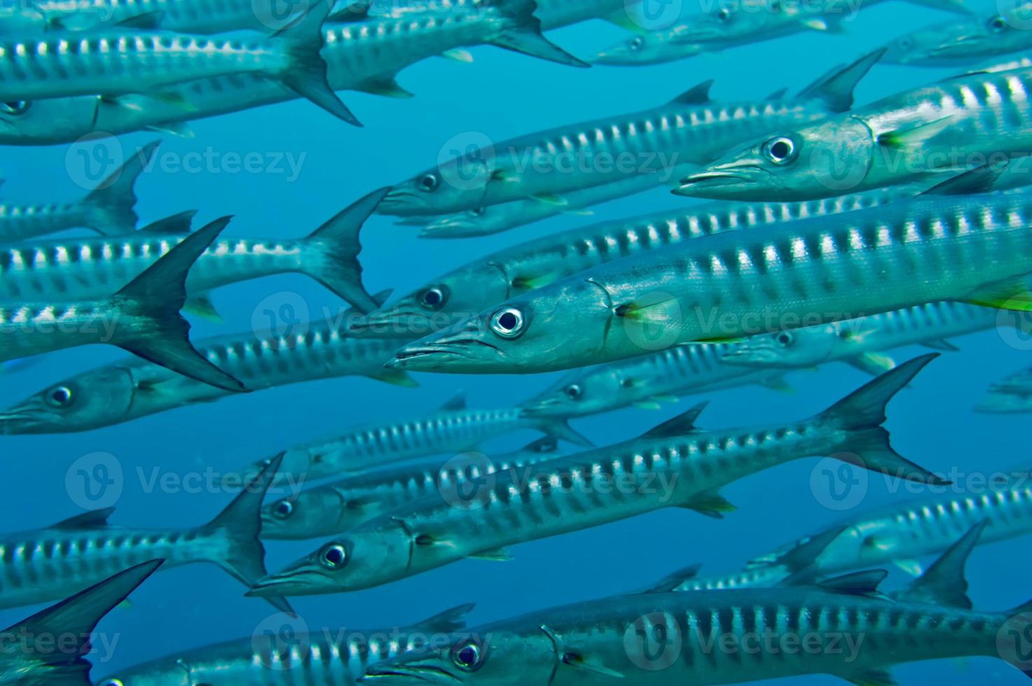 dentro de una escuela de barracuda foto