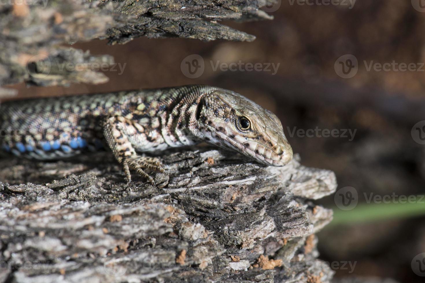 Isolated Lizard looking at you photo