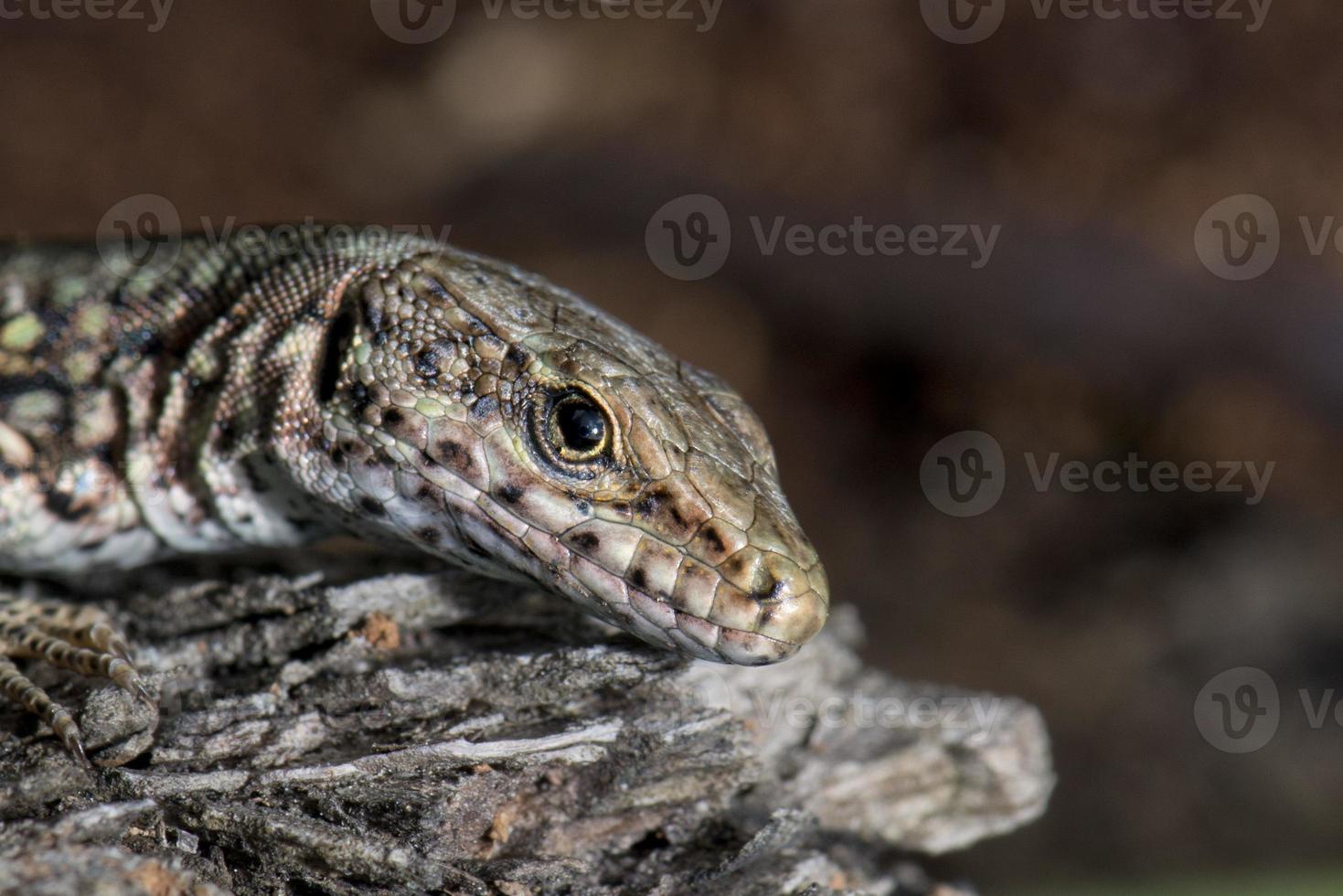 Isolated Lizard looking at you macro photo