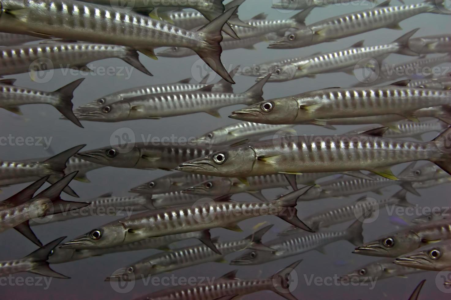 dentro de una escuela de barracuda en sipadan, borneo, malasia foto