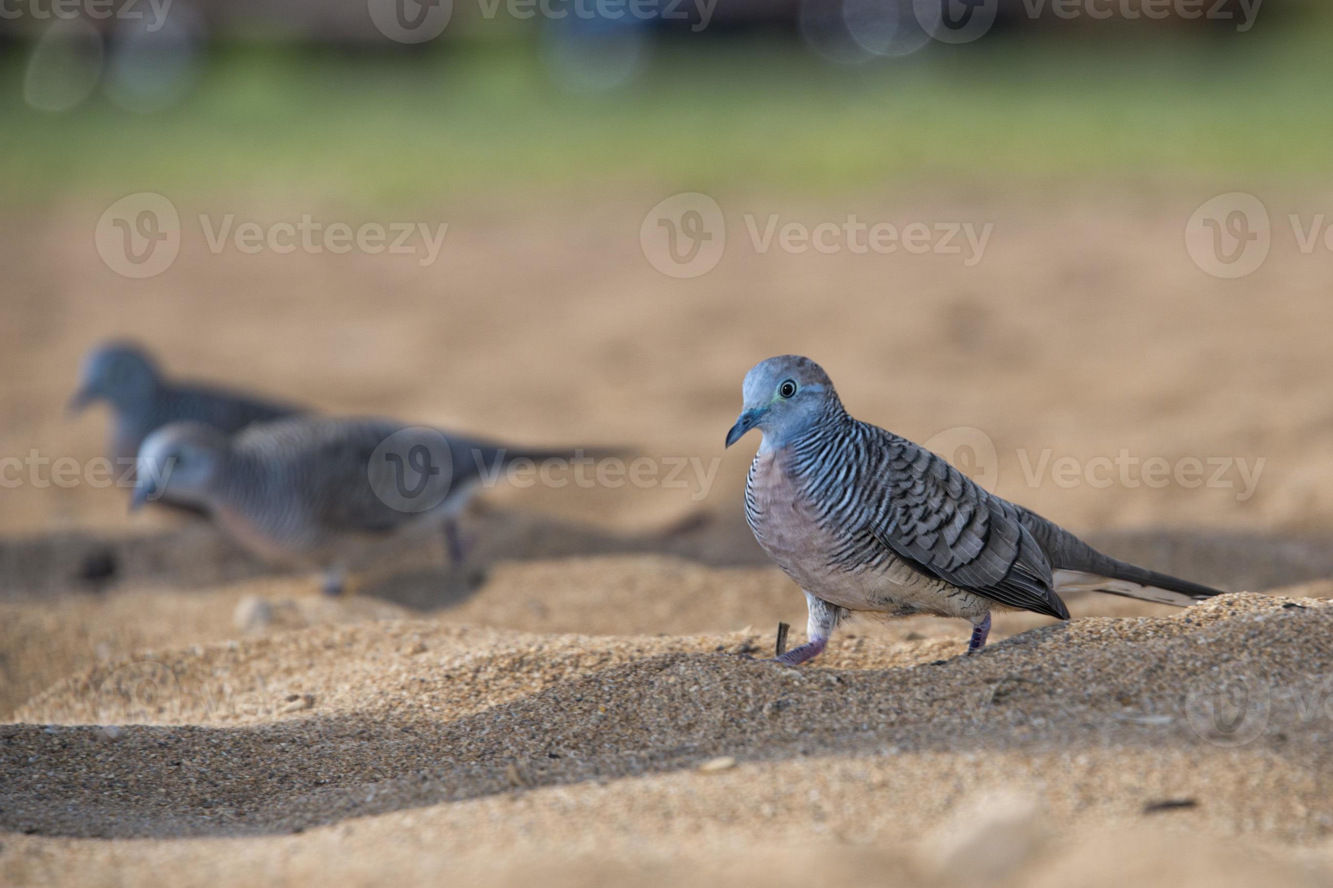 chinese spotted dove on hawaiian sandy beach 18751834 Stock Photo at ...