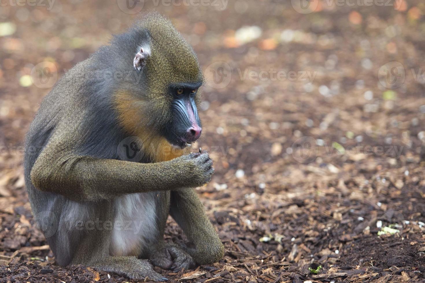 Isolated Mandrill Monkey portrait photo