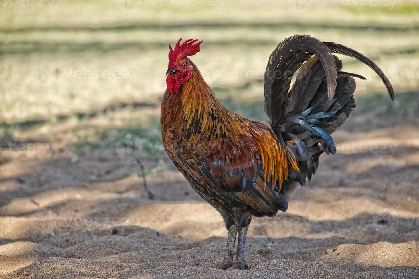 Ruster chicken on hawaian beach photo