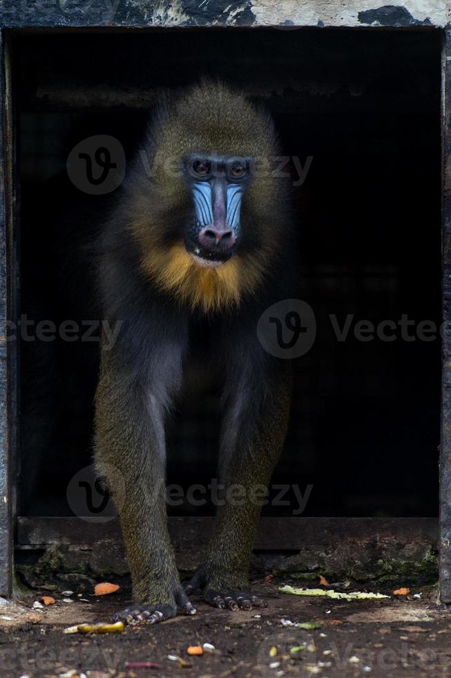 retrato de mono mandril aislado foto