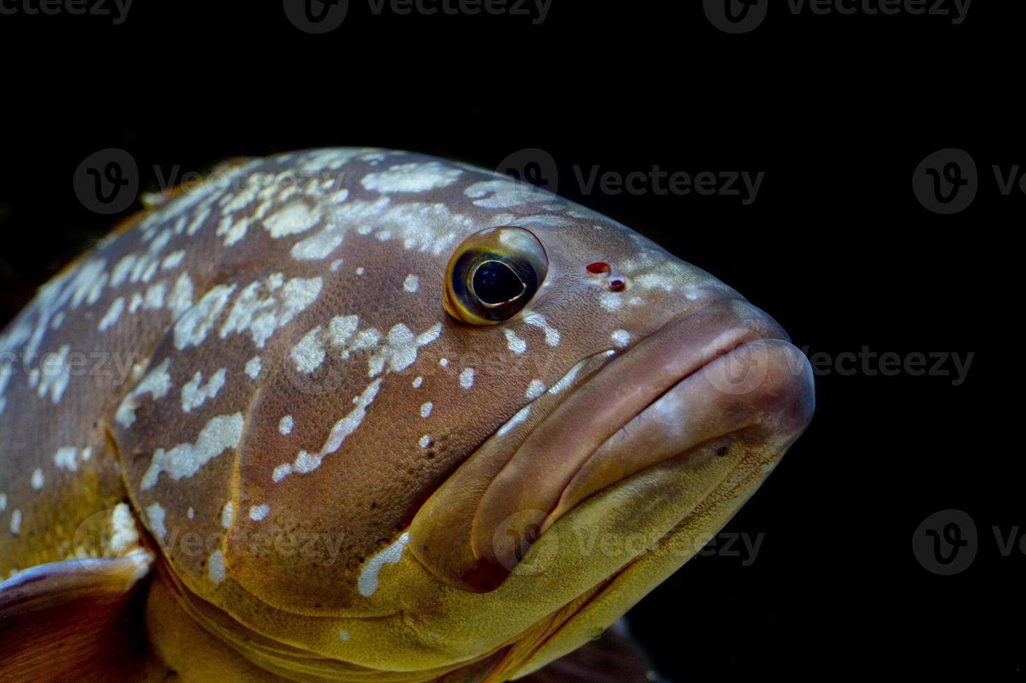 colorful grouper isolated on black photo