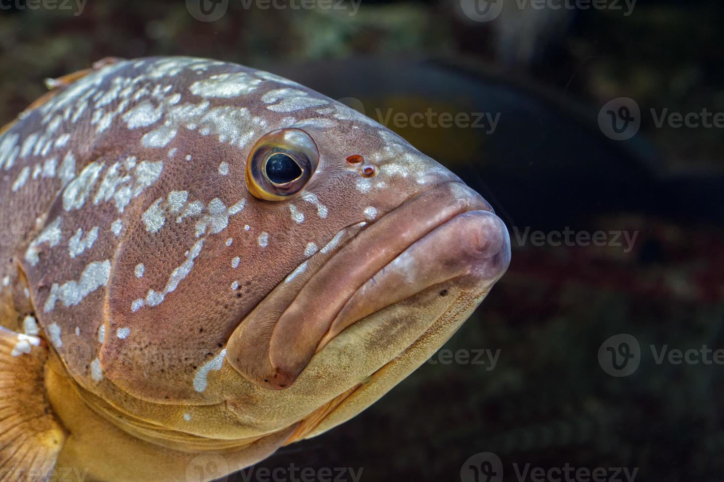 colorful grouper isolated on black photo