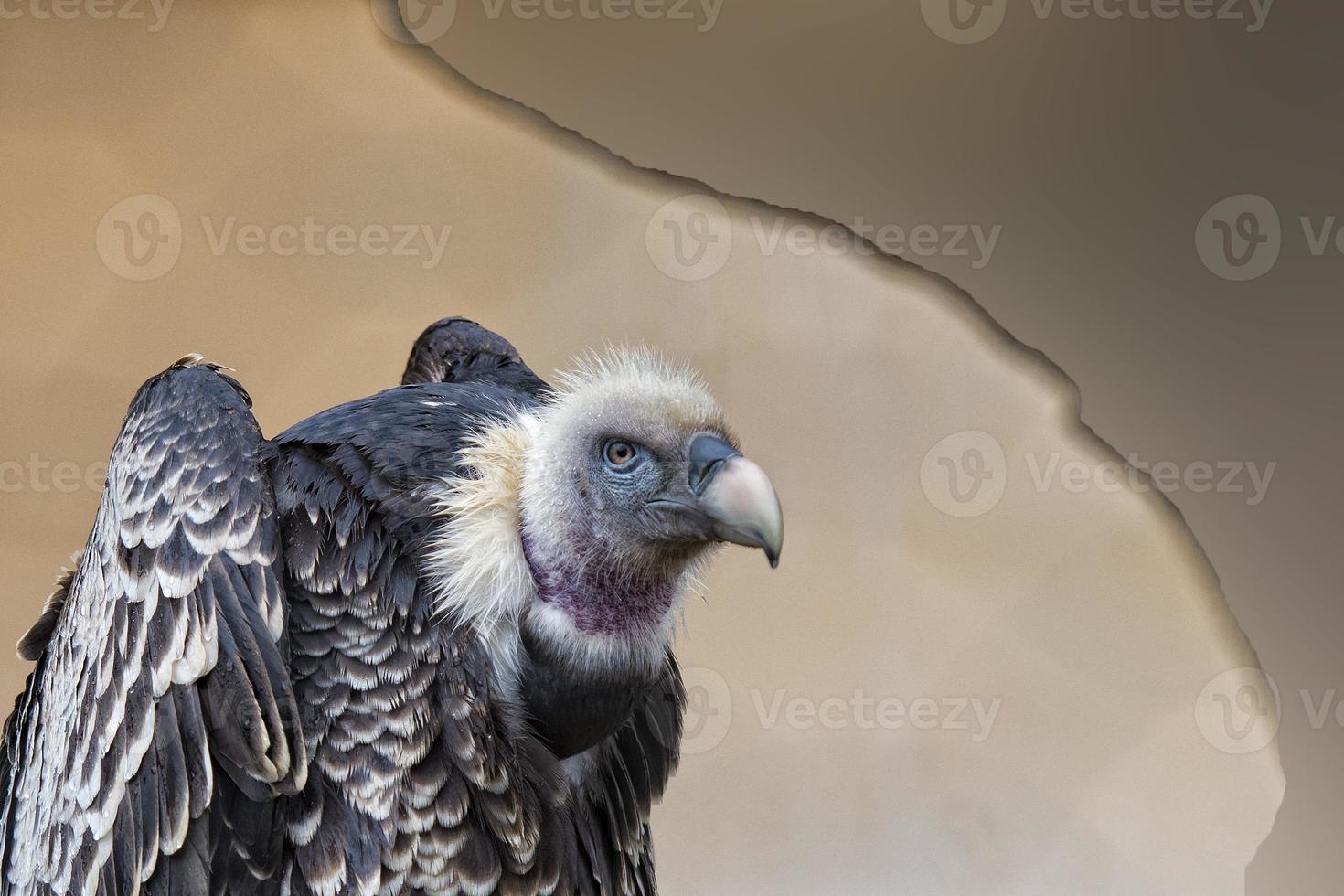 Isolated vulture, buzzard looking at you photo